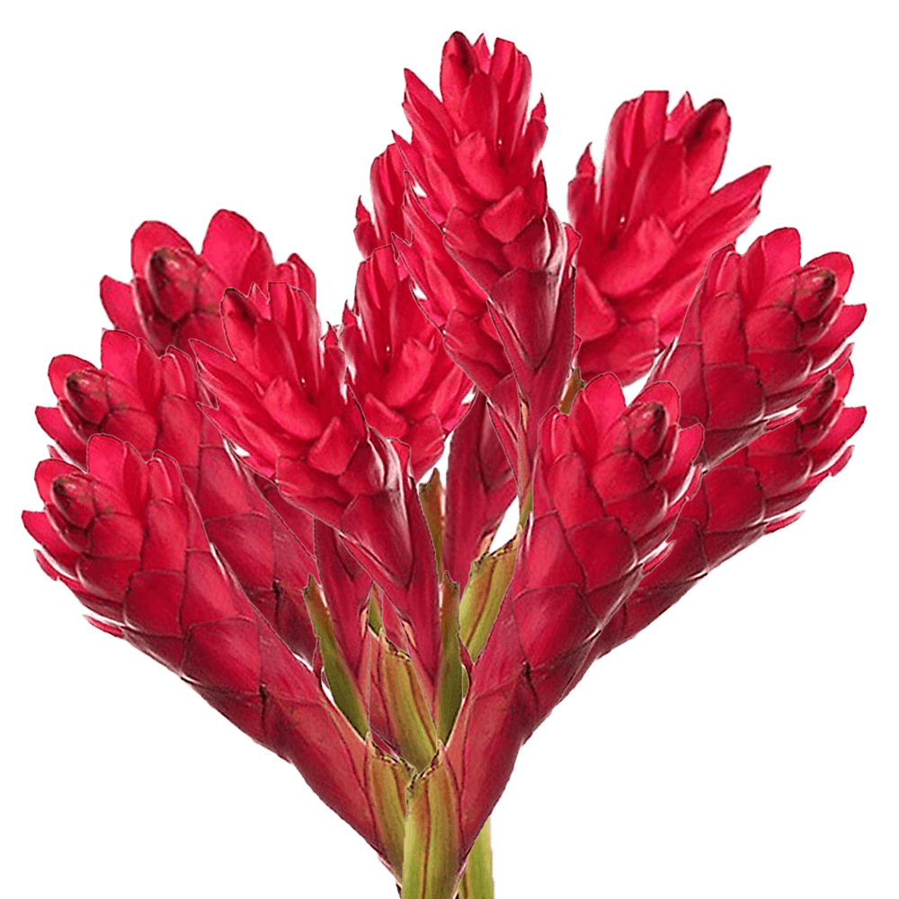 Medium Red Ginger Tropical Flowers Online Delivery  Bunch of 20 Stems