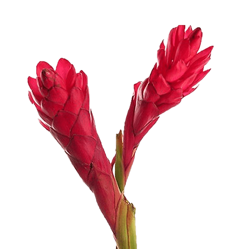 Medium Red Ginger Tropical Flowers Online Delivery  Bunch of 40 Stems