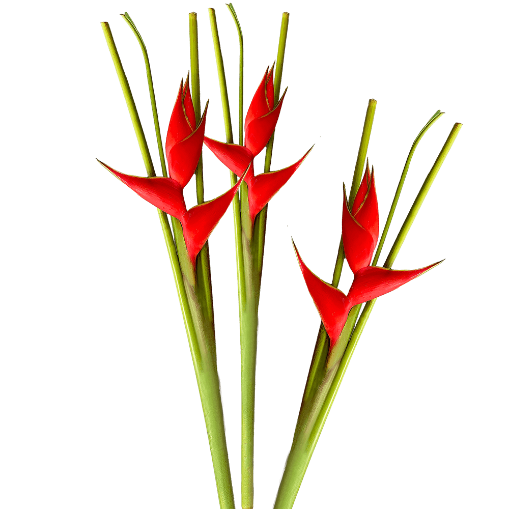 Medium Red Iris Heliconia Tropical Flowers Online Delivery  Bunch of 6 Stems