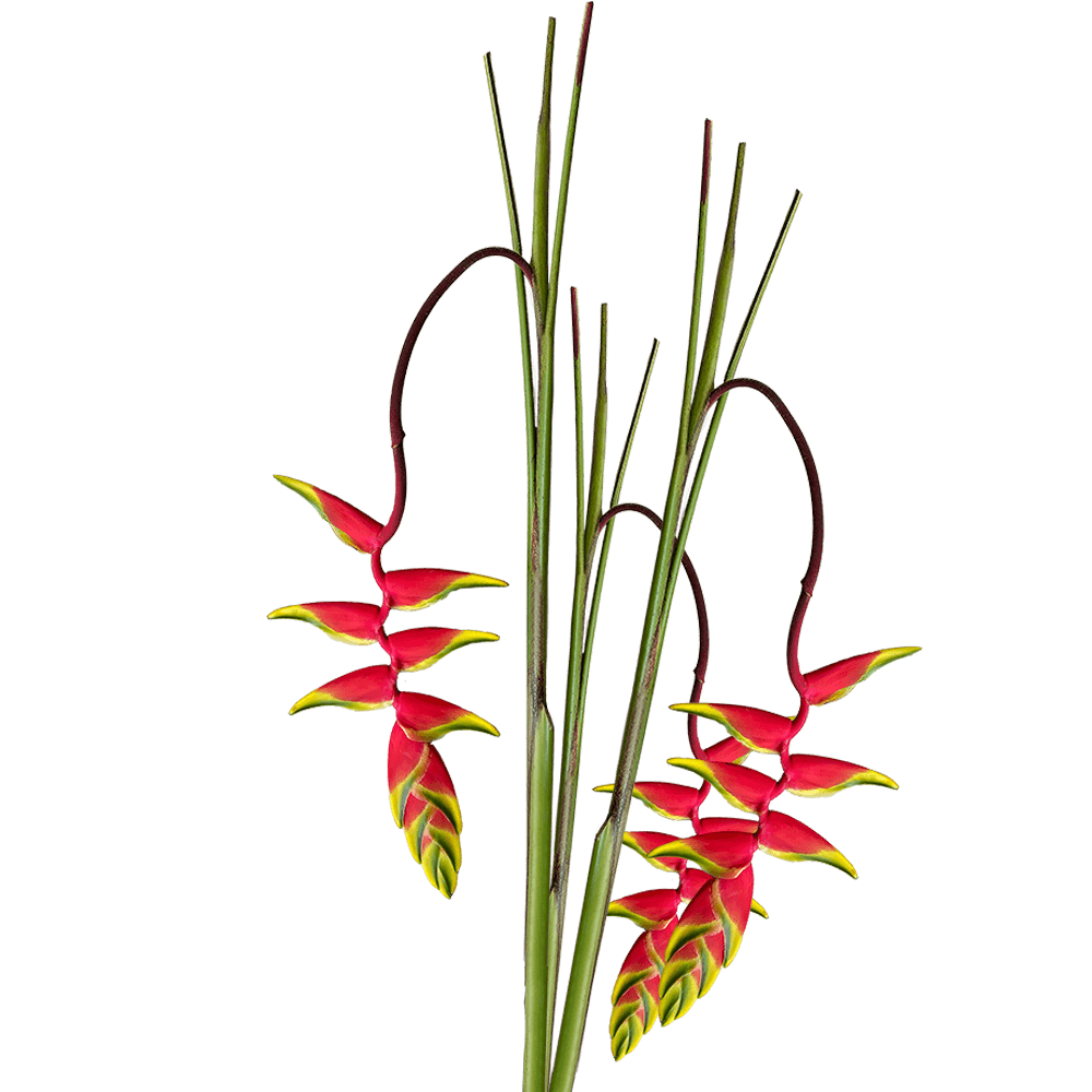 Medium Rostrata Heliconia Tropical Flowers Online Delivery  Bunch of 8 Stems