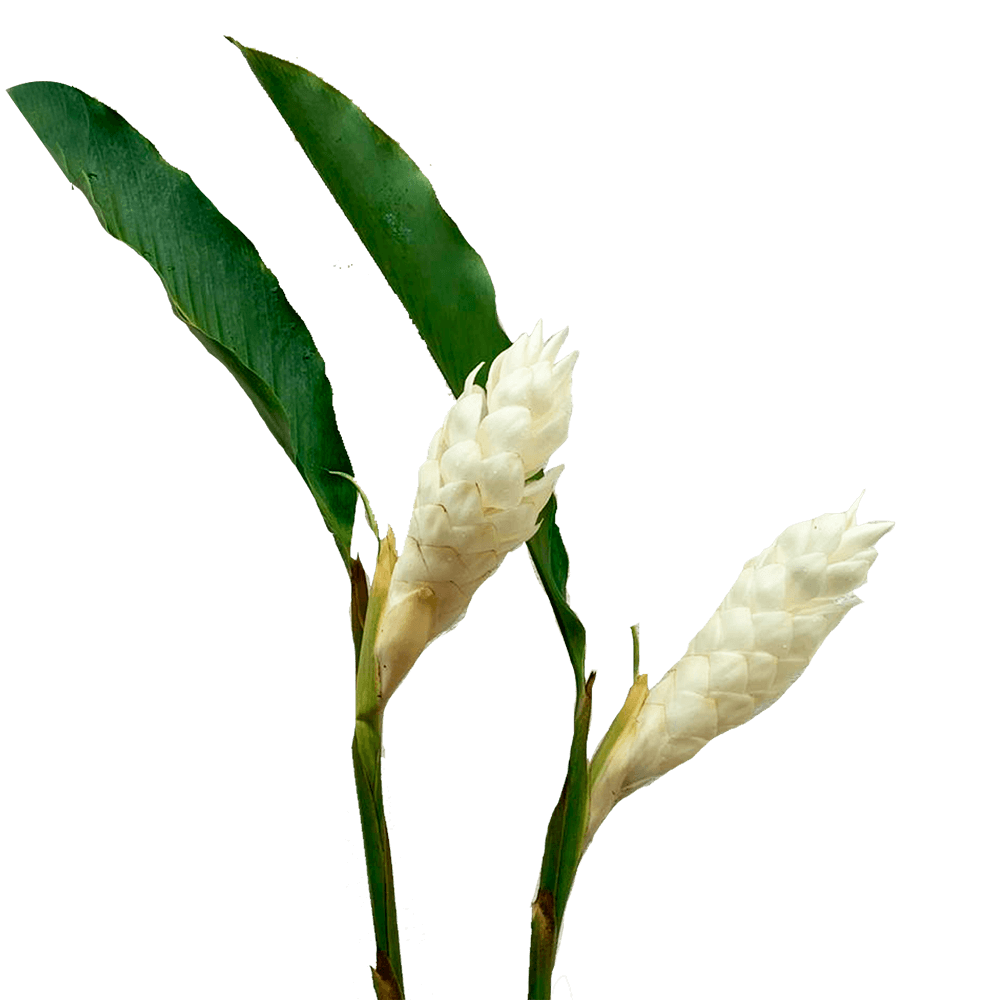 Medium White Ginger Tropical Flowers Online Delivery  Bunch of 20 Stems