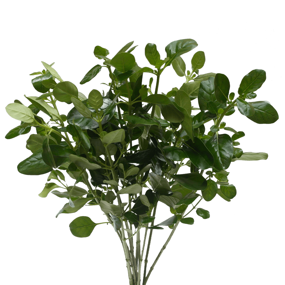 Microphylla Floral Greenery for Table Centerpieces