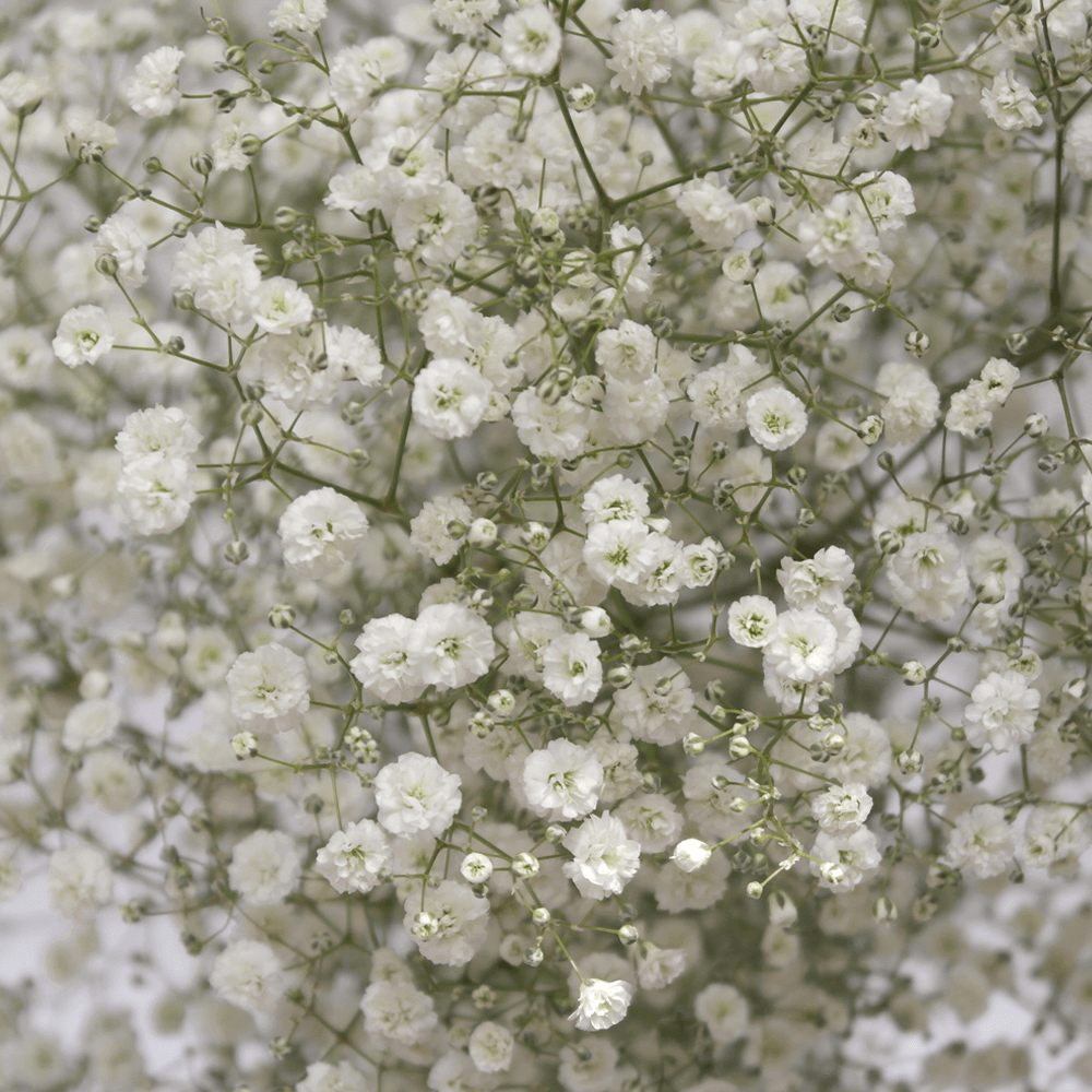 Million Star Baby's Breath Flowers Wholesale to the Public
