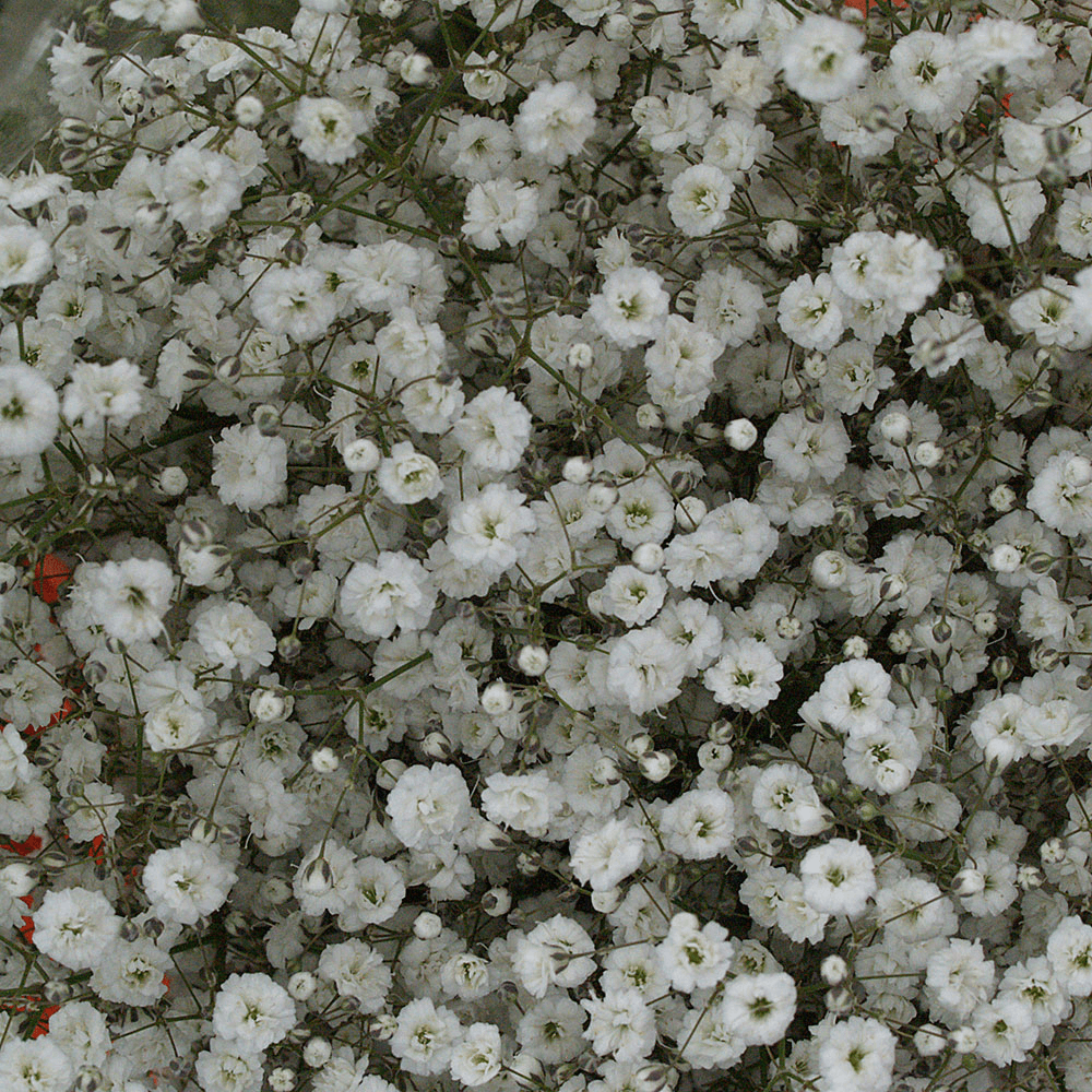 Gypsophila Aka Baby's Breath Is the All Time Favorite Filler Flower 