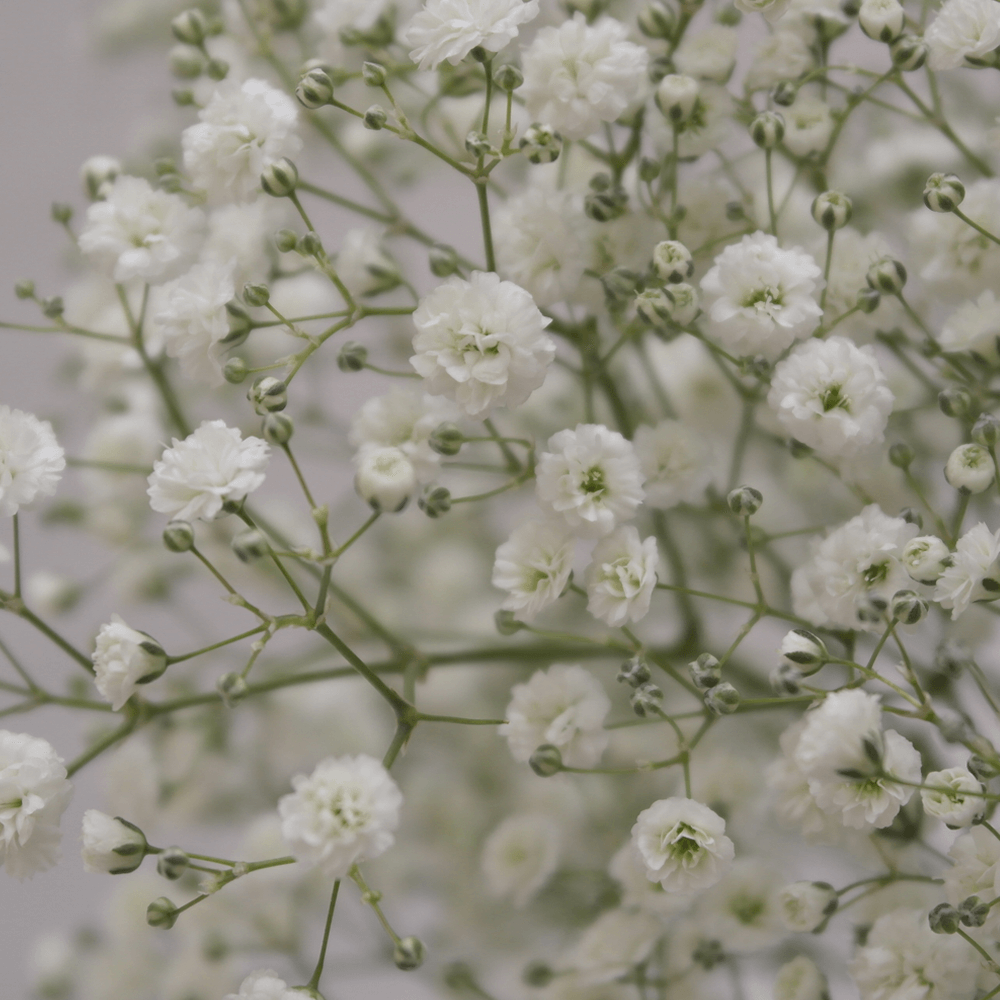 Qty of Mllion Star Gypsophilia For Delivery to Chesterfield, Virginia