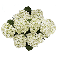 (OC) Mini-Hydrangeas White 15 Stems For Delivery to Fayetteville, Arkansas