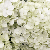 (QB) Mini-Hydrangeas White 30 Stems For Delivery to O_Fallon, Illinois