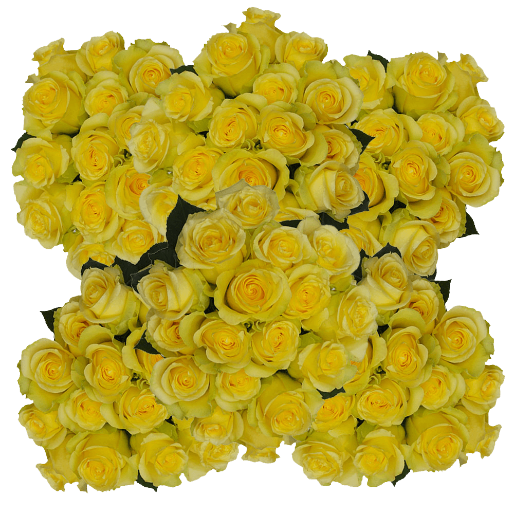 Minion Yellow Rose Discount Prices Online
