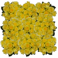 (HB) Rose Sht Minion Yellow 10 Bunches For Delivery to Bethesda, Maryland