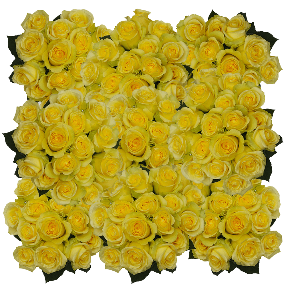 (HB) Rose Sht Minion Yellow 10 Bunches For Delivery to Vallejo, California