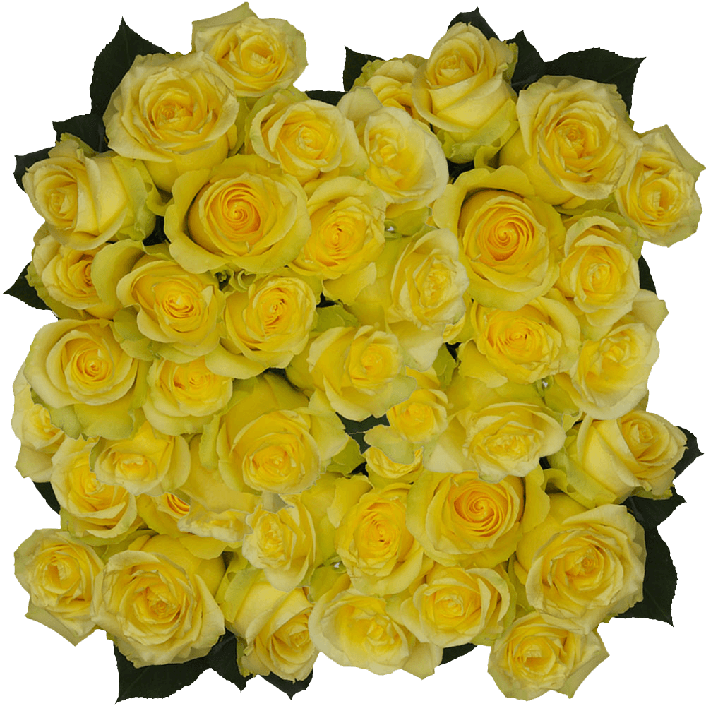 Minion Yellow Rose For Sale Online