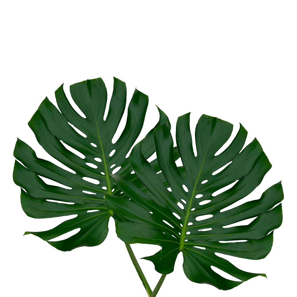 Monstera Leaves Small Tropical Greenery Online Delivery  Bunch of 100 Stems