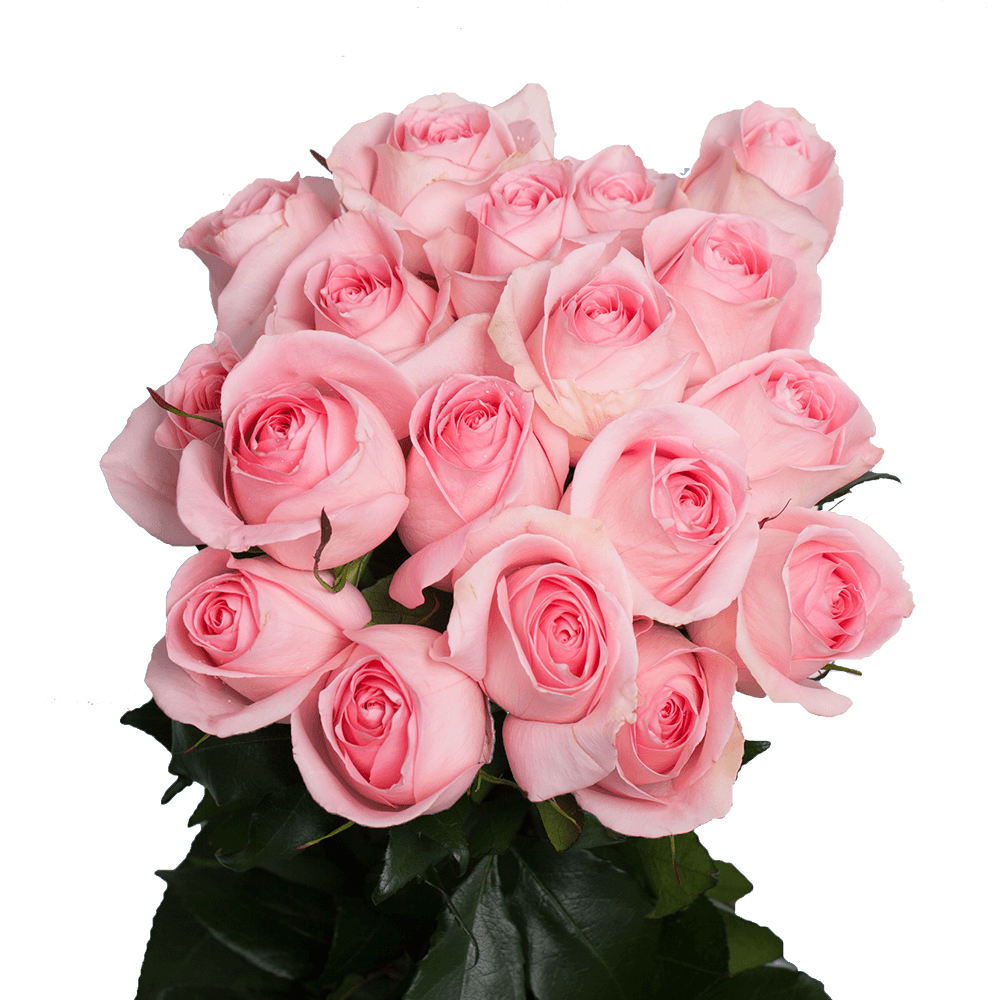 Mother's Day Dozen Roses