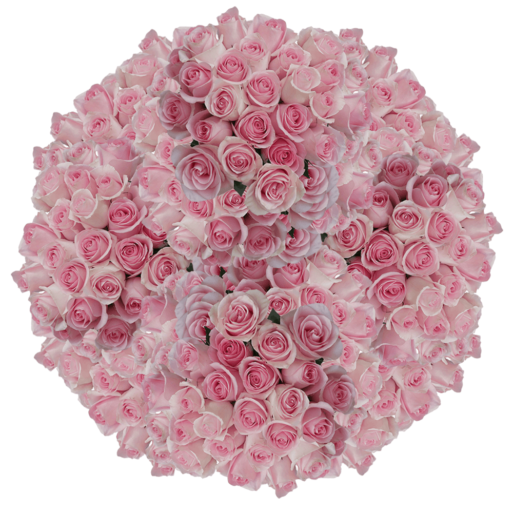 Mother's Day Flowers Gifts Light Pink Rose Wholesale Special