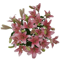 (QB) Asiatic Lilies Pink 2 Bunches For Delivery to Chapel_Hill, North_Carolina
