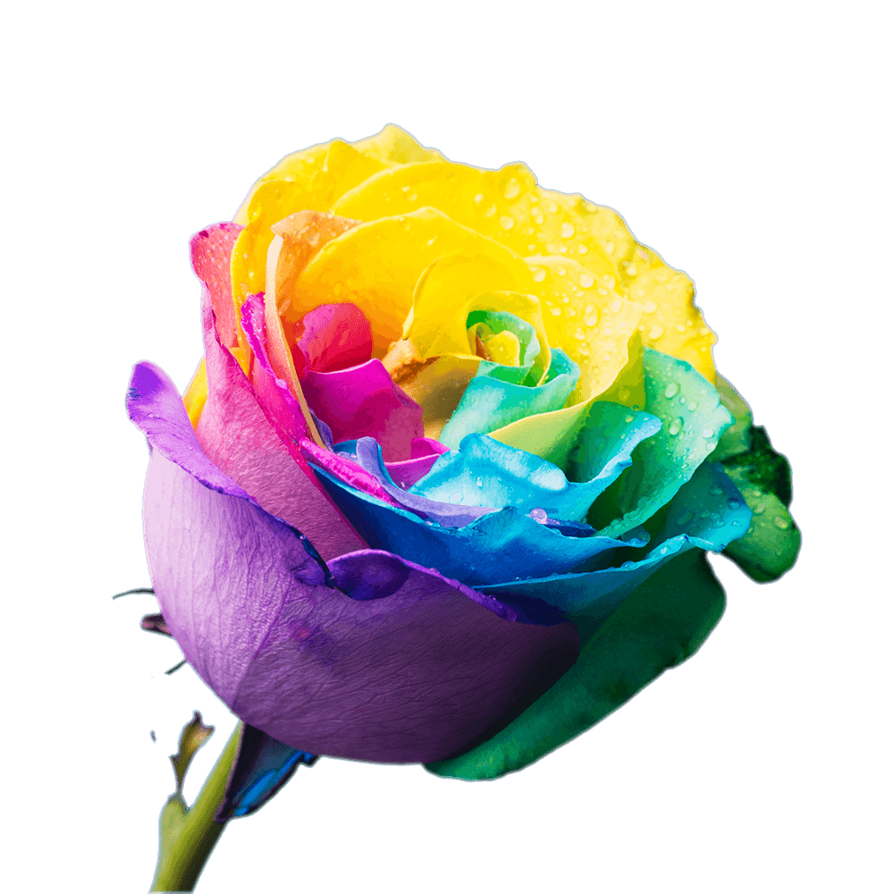 Multi Color Rainbow Roses