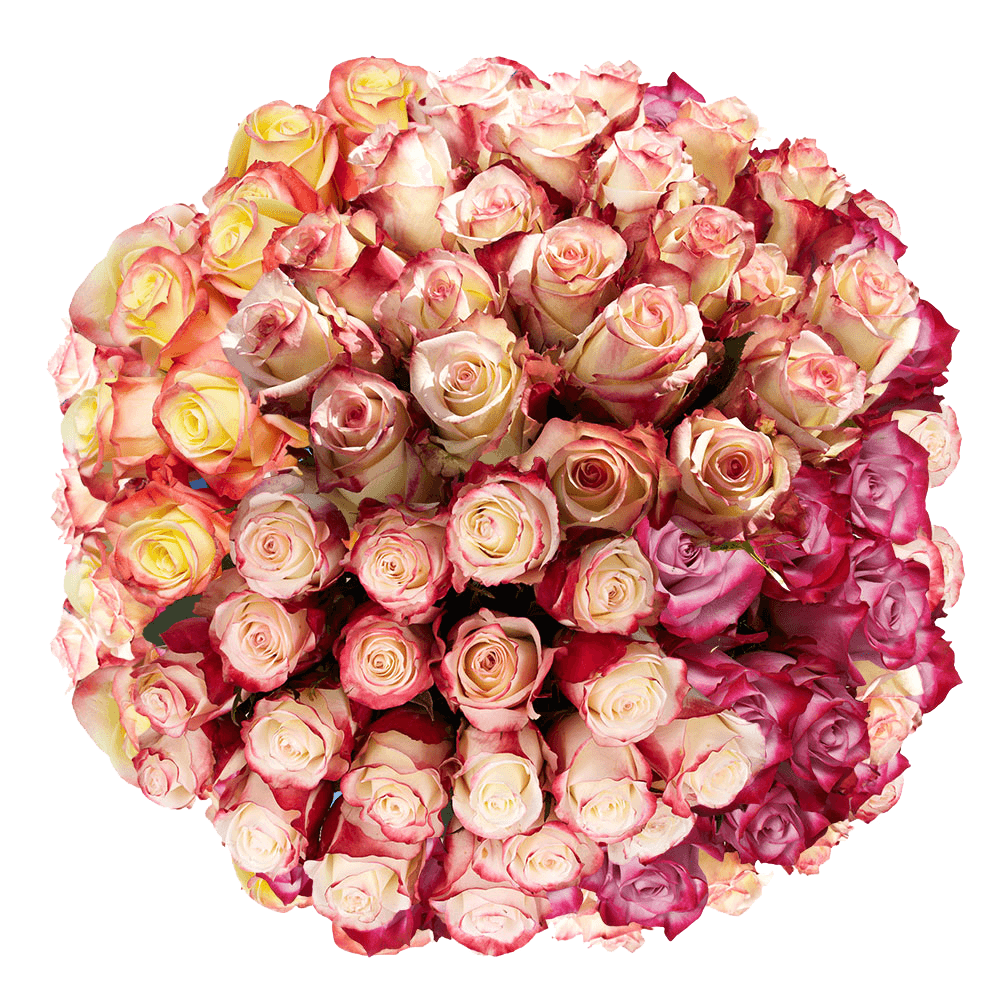 Multi Colored Roses Overnight