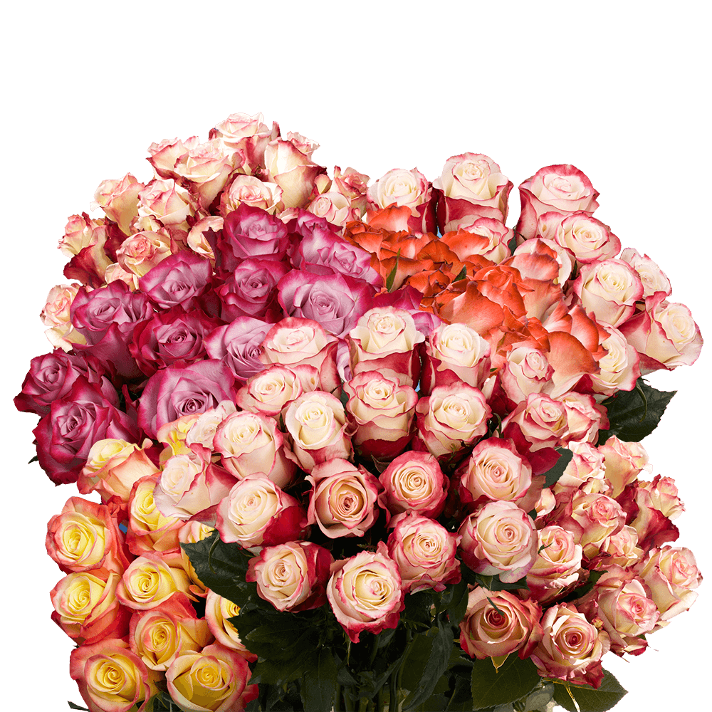 Multiple Color Roses