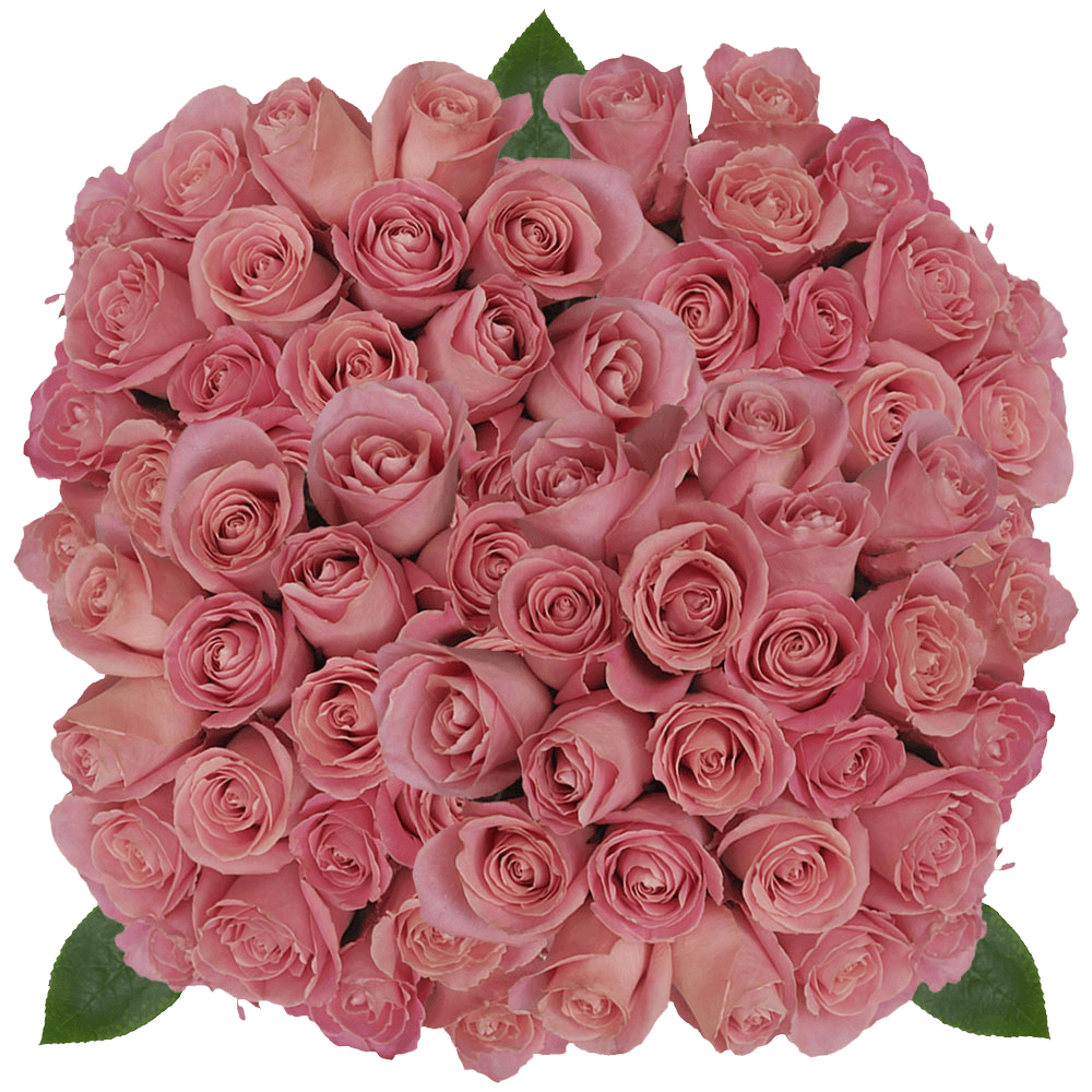 Natural Antique Light Pink Hermosa Roses Online