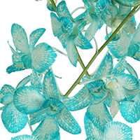 Orchids Blue Big White 80 (QB) For Delivery to Long_Island_City, New_York