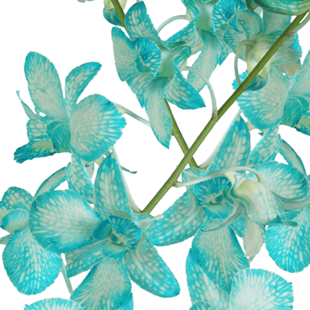Natural Blue Dyed Orchids Flowers For Sale