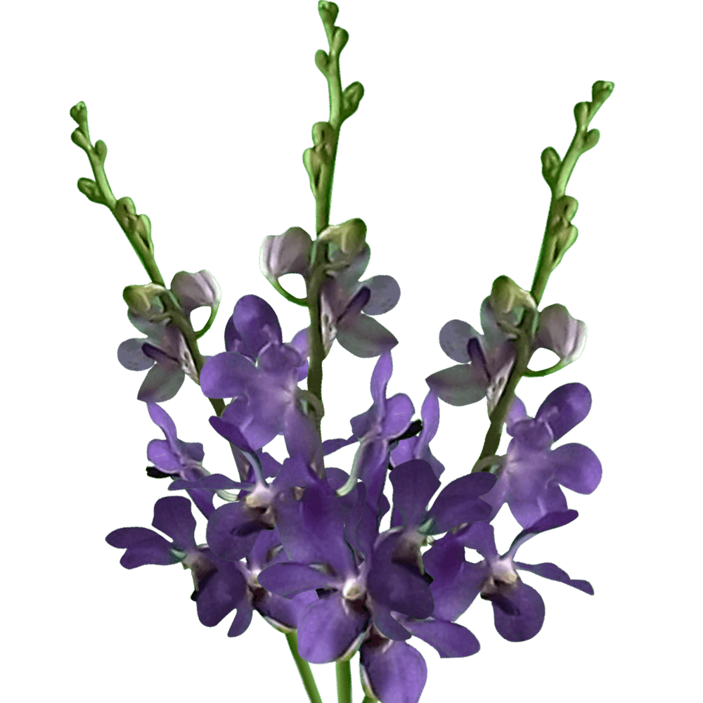 Orchids Blue Jairak Qty For Delivery to Whitewater, Wisconsin