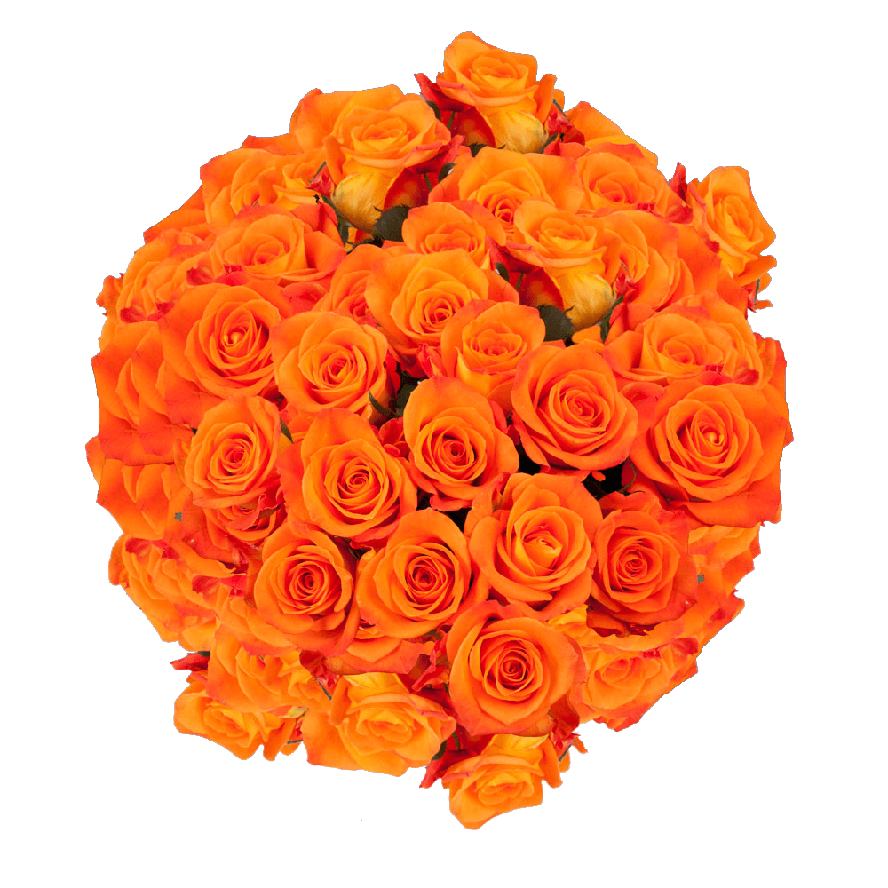 Natural Bright Orange Roses