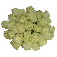 (QB) Rose Long Limonada 75 Stems For Delivery to Tempe, Arizona