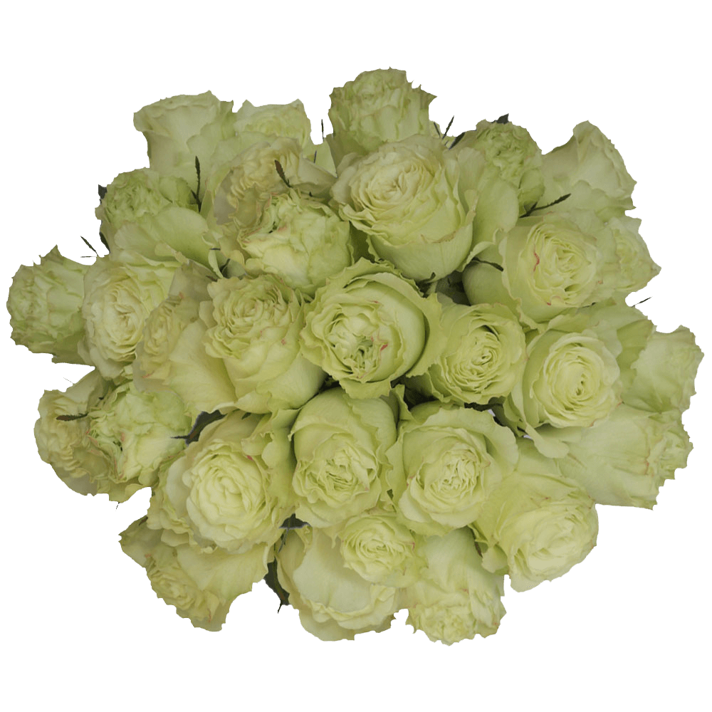 Natural Lemon Green Limonada Roses Online