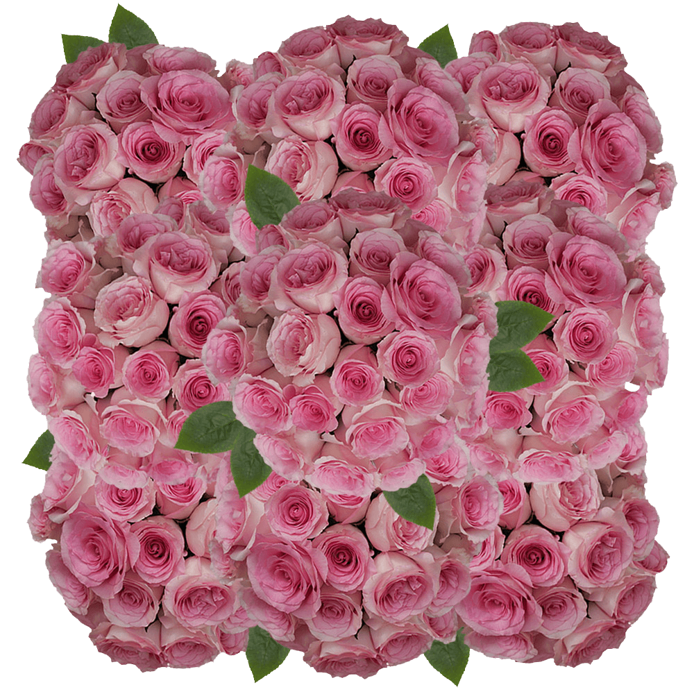 Natural Light Pink Champagne Mandala Roses Online
