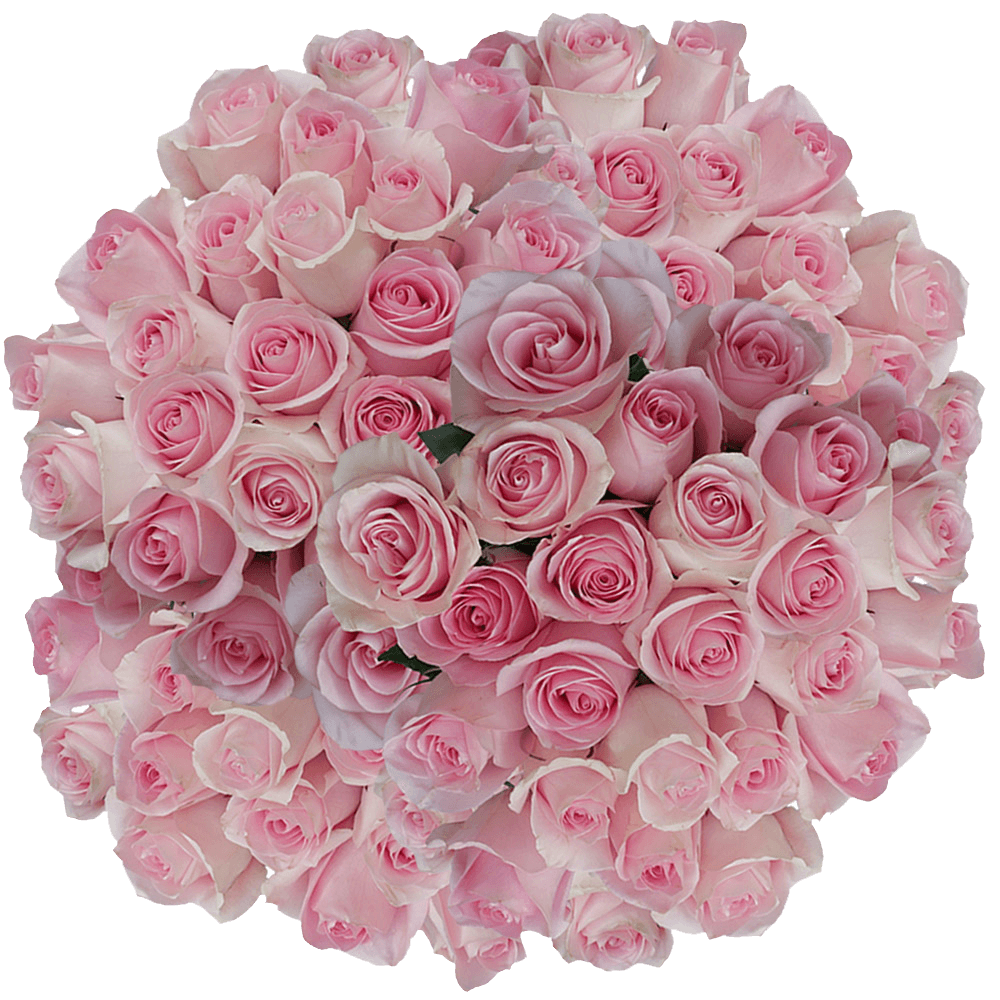 Natural Light Pink Luciano Roses Online