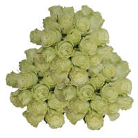 (QB) Rose Med Limonada 100 Stems For Delivery to Toledo, Ohio