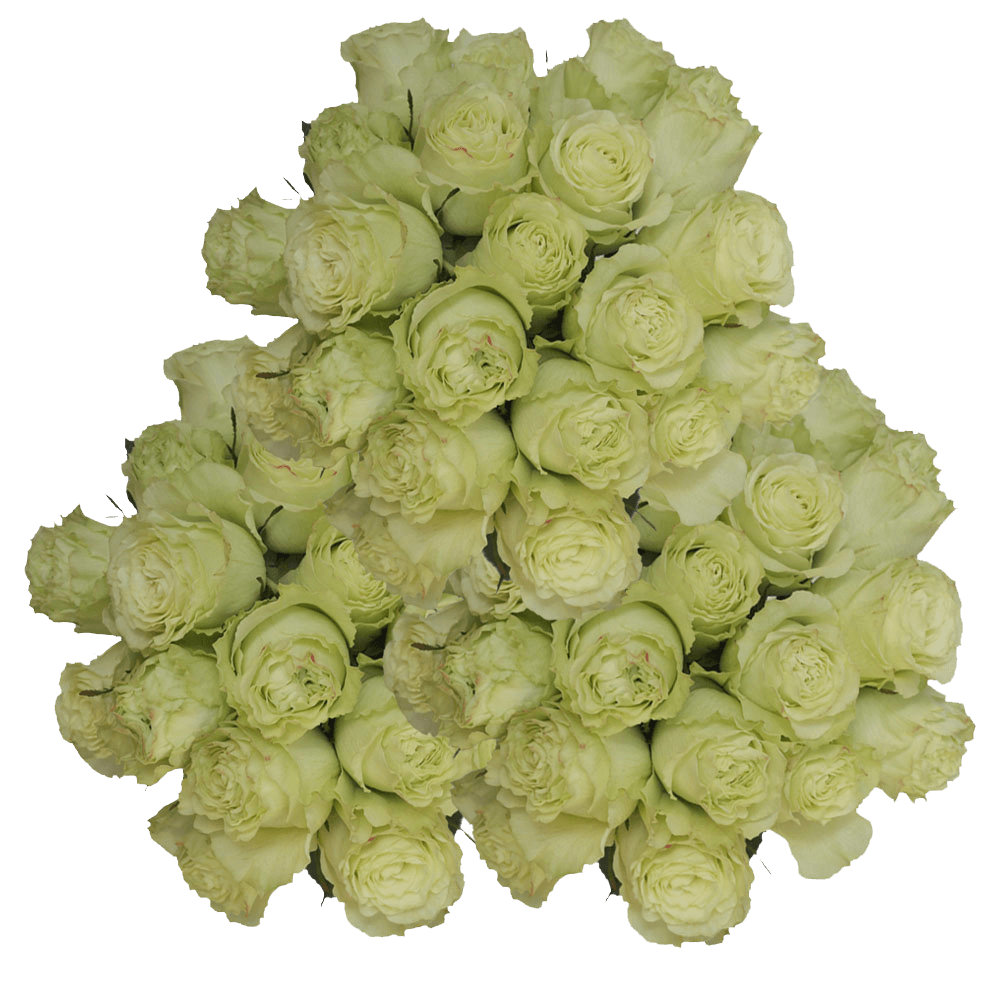 Natural Limonada Roses Lemon Green Flowers Online