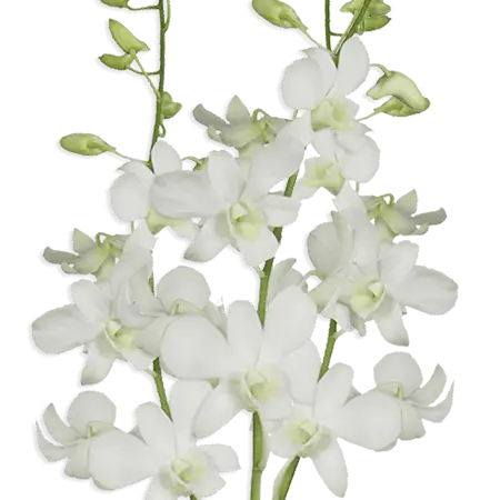 White-Sanan
