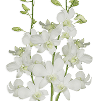 Orchids Sanan 20 (OM) [Include Flower Food] For Delivery to Utah