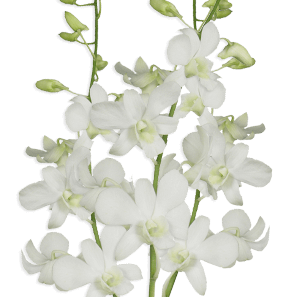 Natural Orchids White Flowers Online Delivery
