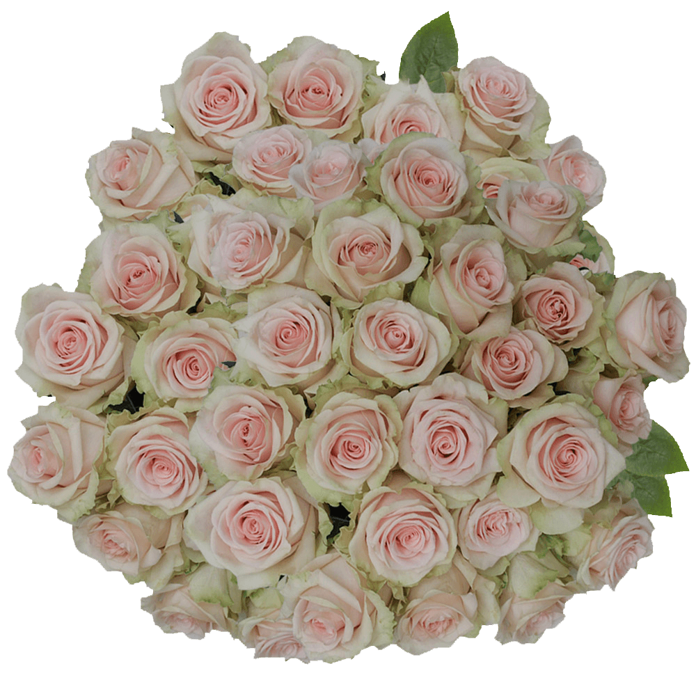 (QB) Rose Long Salma 75 Stems For Delivery to Nevada, Local.Globalrose.Com