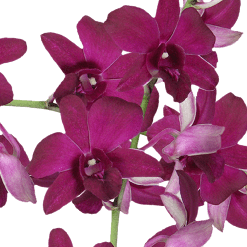 Natural Purple Dendrobium Orchids Free Delivery