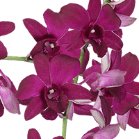 Orchids Purple 80 (QB) For Delivery to Queensbury, New_York