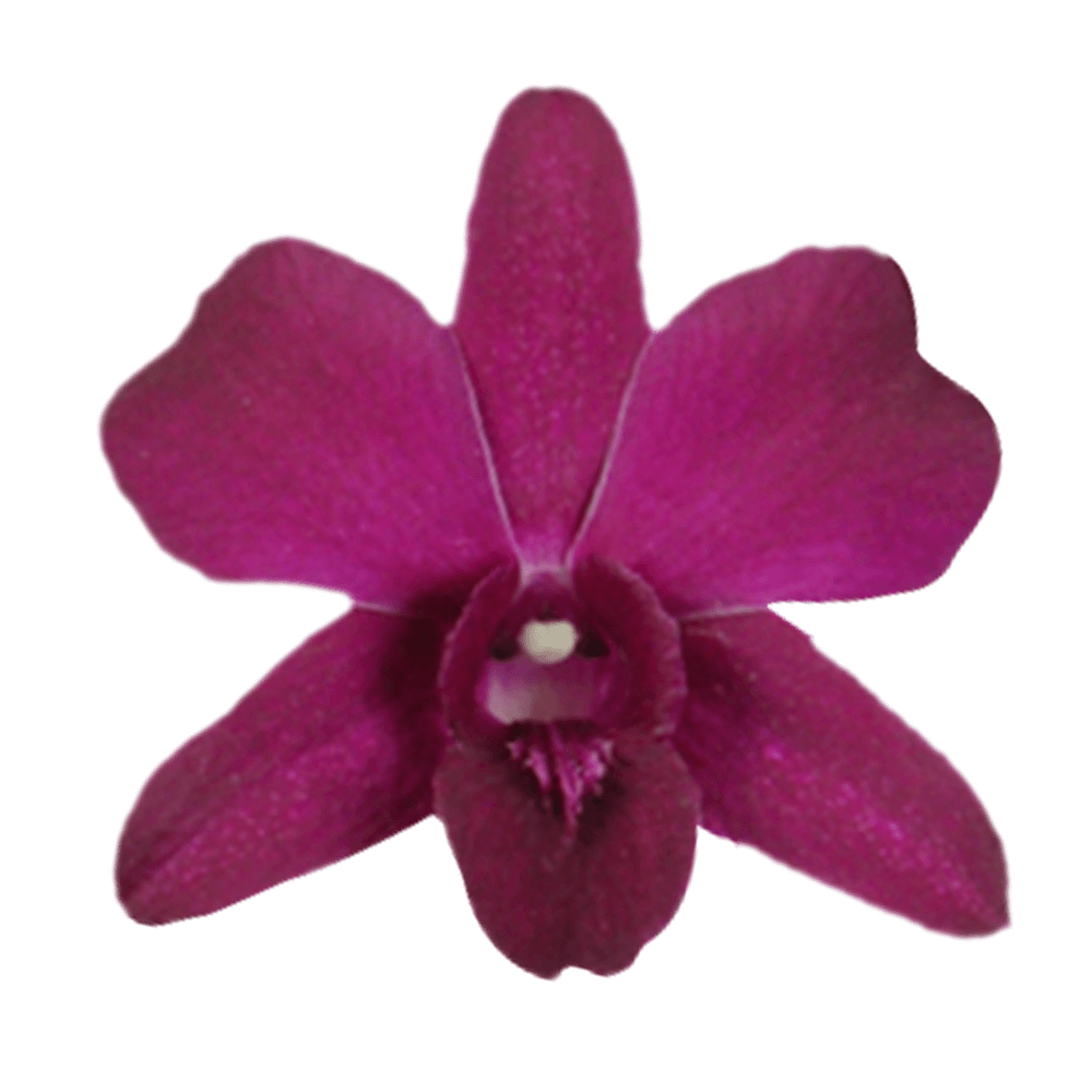 Natural Purple Dendrobium Orchids Online Delivery
