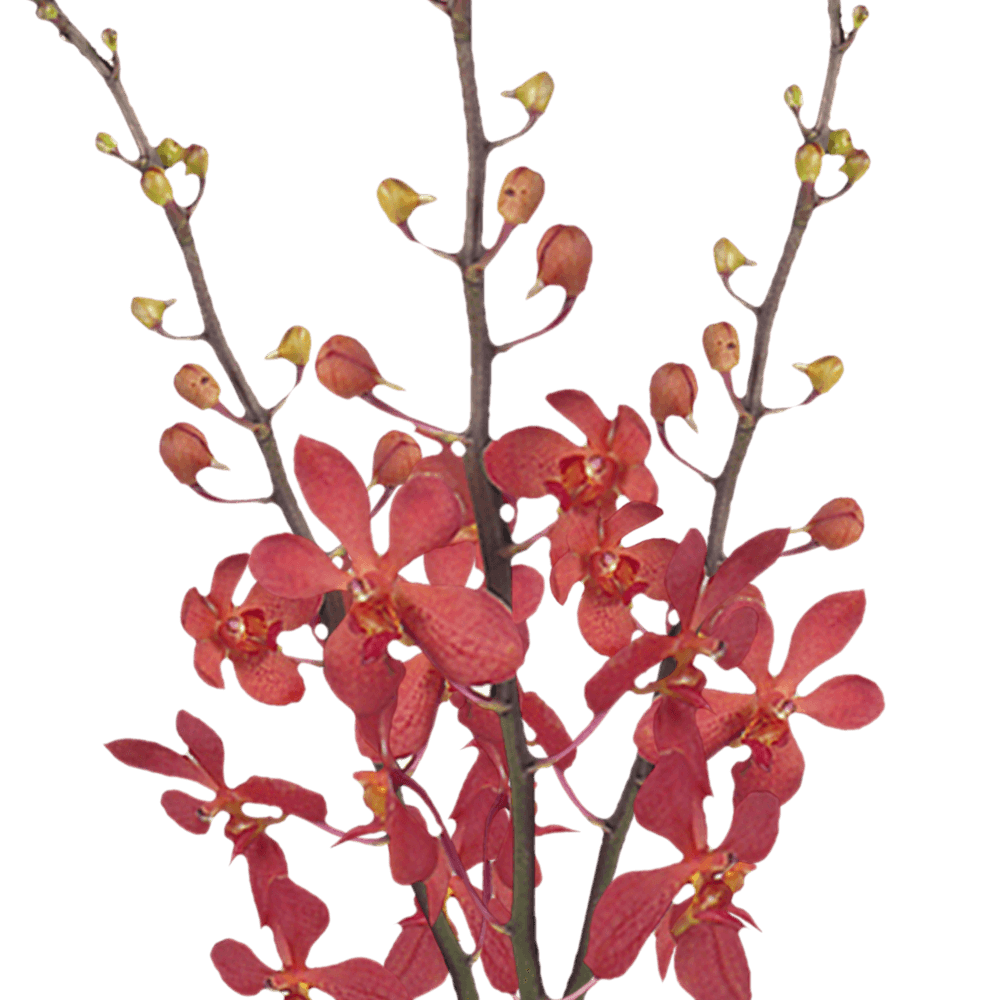 Natural Red Crystal Mokara Orchids  Discount Prices