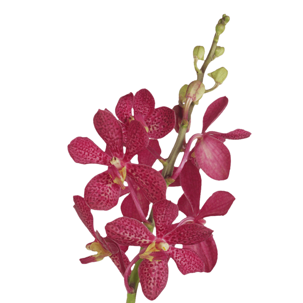 Natural Red Robin Mokara Orchids Online Delivery