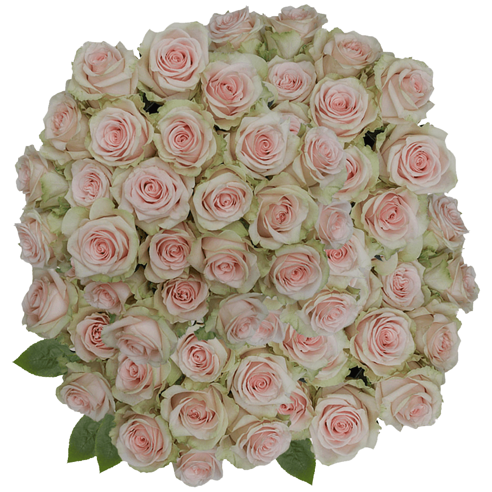 Natural Roses Peach Flowers Online