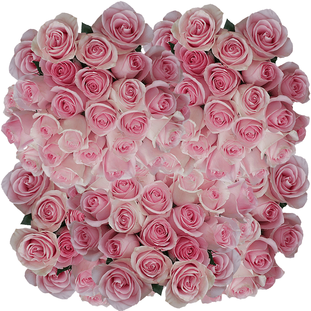 Natural Roses Soft Pink Flowers Online
