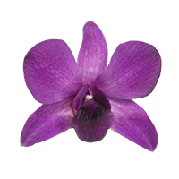 Orchids Viola 40 (OC) For Delivery to Apache_Junction, Arizona