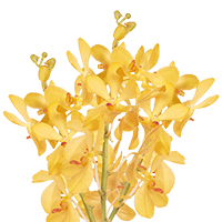 Orchids Yellow Kitty 20 (OC) For Delivery to Bullhead_City, Arizona