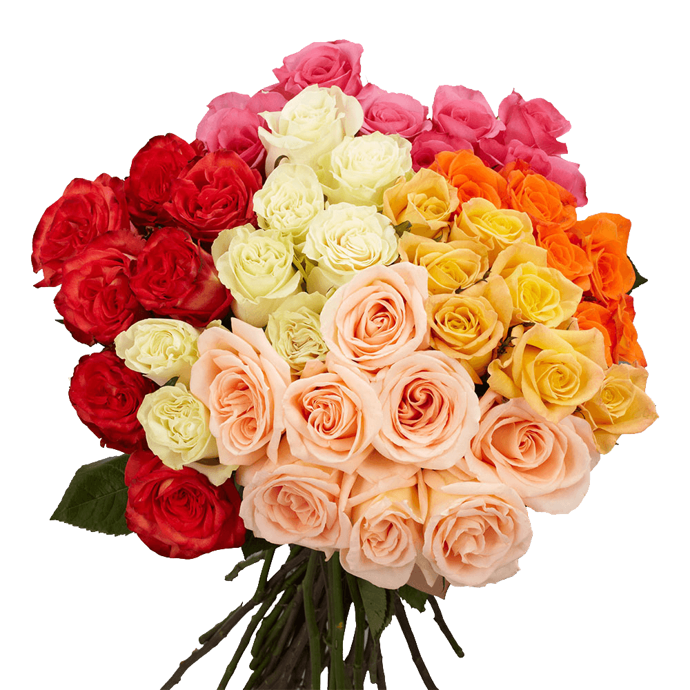 Next Day Delivery Order Premium Assorted Roses Online