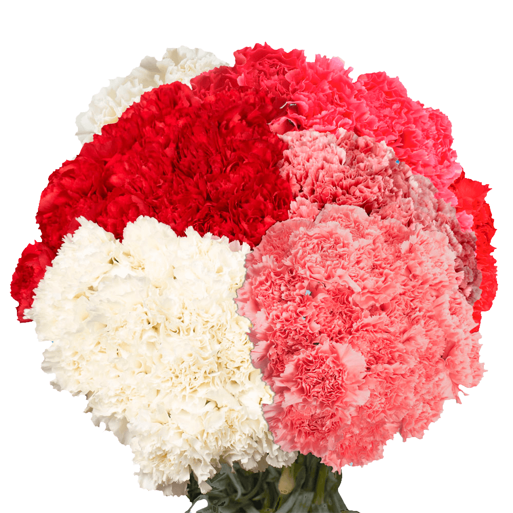 Next Day Delivery Order Valentine's Day Carnations