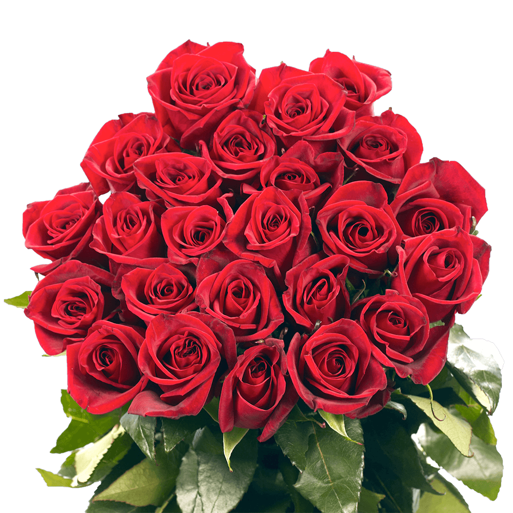 Night Fever Single Red Roses