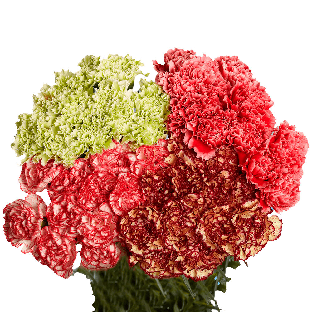 Qty of Novelty Carnations For Delivery to Clover, South_Carolina